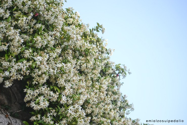 Campionati Italiani Strada 2016 