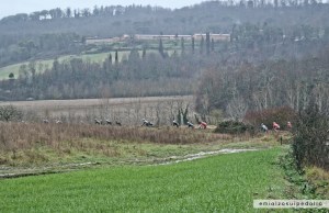 foto strade bianche buonconvento