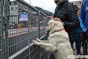 golden retriver giro d'italia sappada